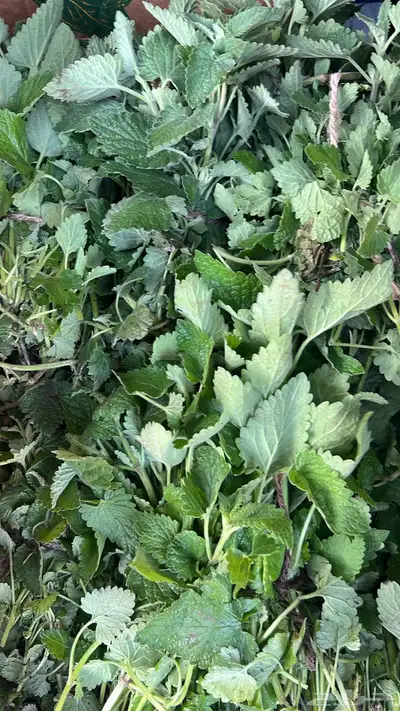 عطره بلدي مويه نظيفة ريحه وطعم 0