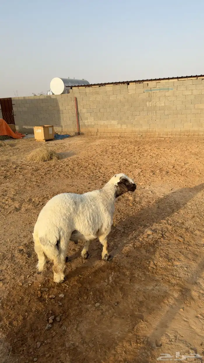 طلي حري مشروك تم البيع 1