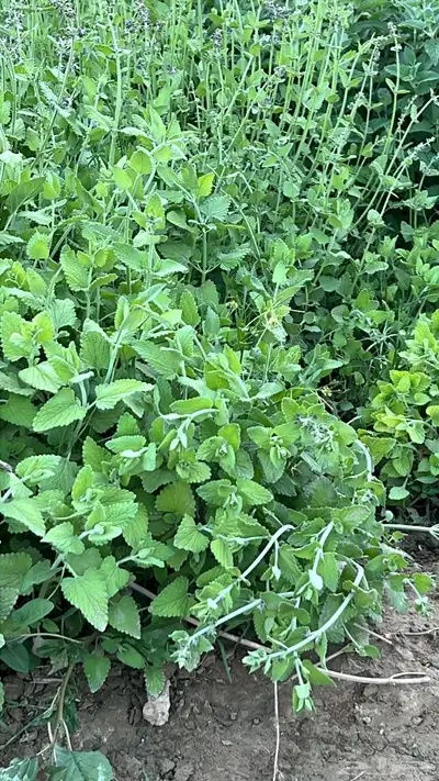 عطره بلدي مويه نظيفة ريحه وطعم 5