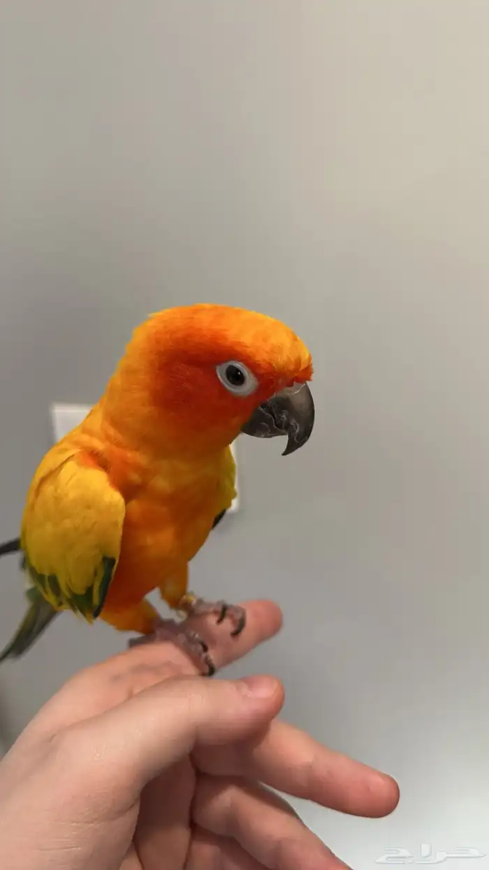 ببغاء صن كنيور 0