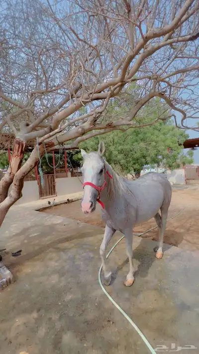 فرس شعبيه للبيع 1
