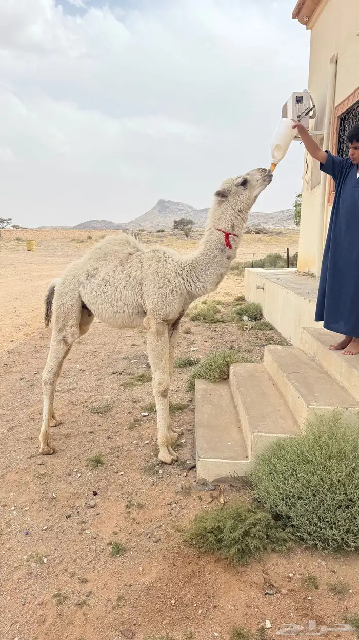 حاشي حوار الليف 0