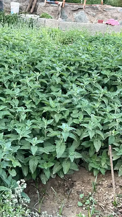 عطره بلدي مويه نظيفة ريحه وطعم 3