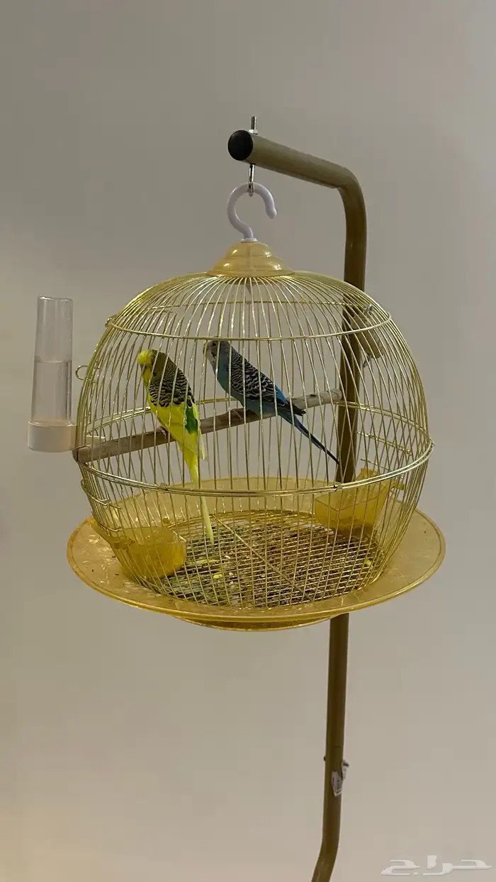 عصافير الحب مع القفص والاستاند 1