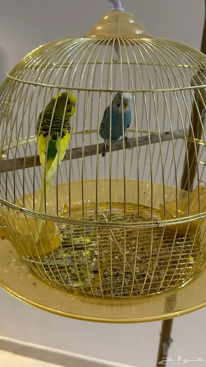 عصافير الحب مع القفص والاستاند 2