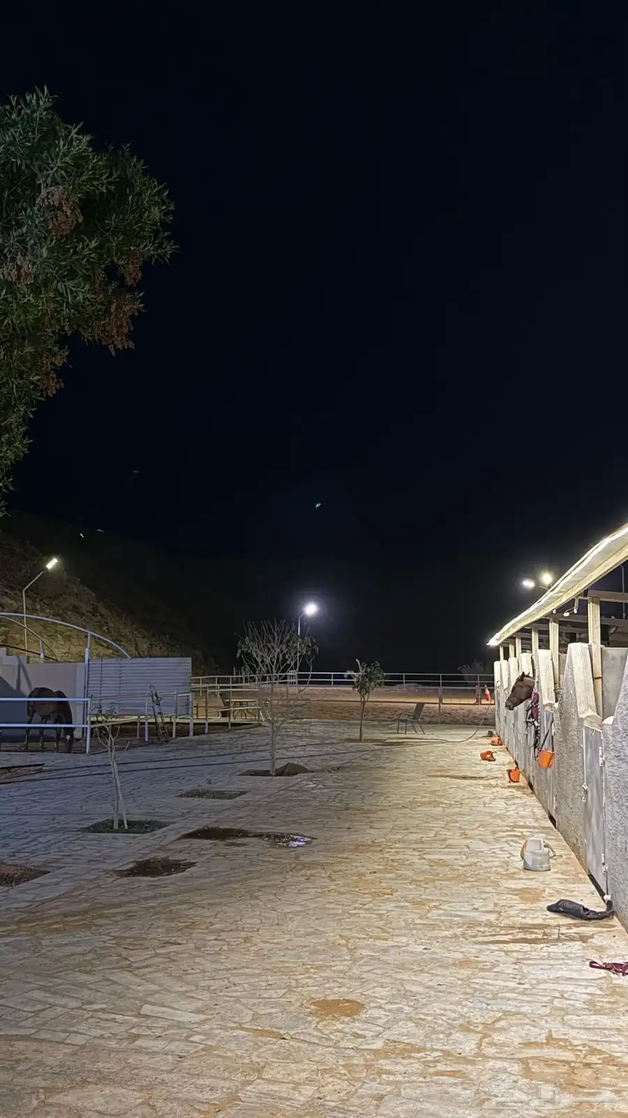 ايواء خيل في ديراب خلف مركز الملك عبدالعزيز للخيل 1