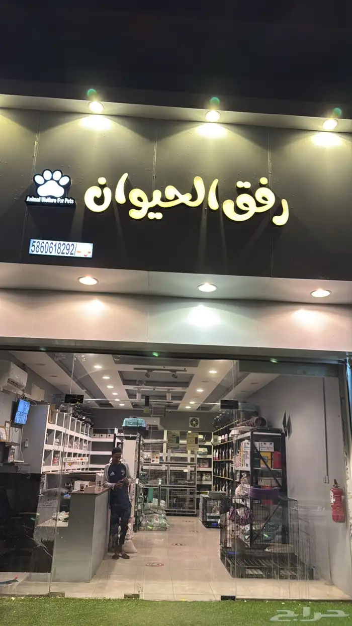 متاح قطط ذكور لتزاوج 0