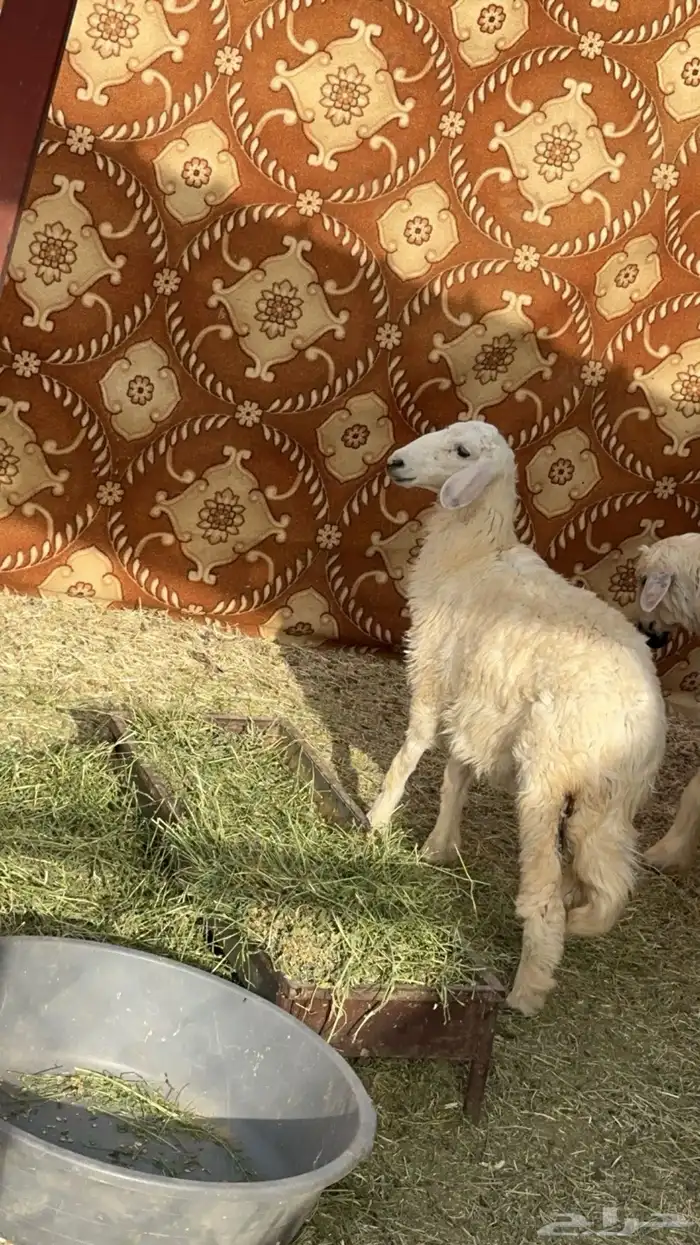 ذبيحة رخل وتعيد 0
