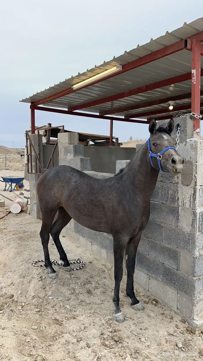 مهره شعبيه شيخه للبيع 0