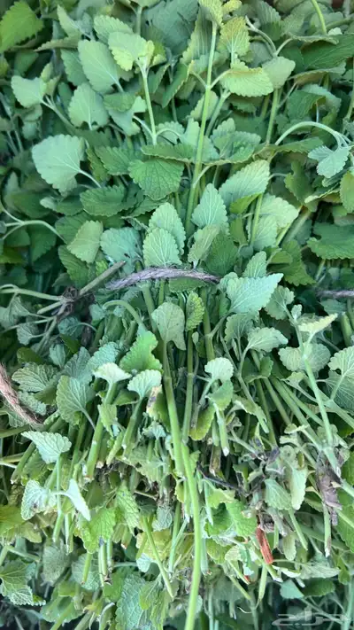 عطره بلدي مويه نظيفة ريحه وطعم 2