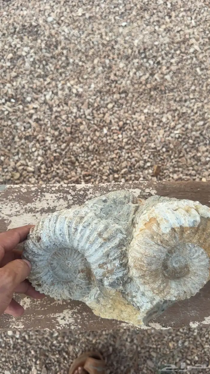 حجر احافير 1