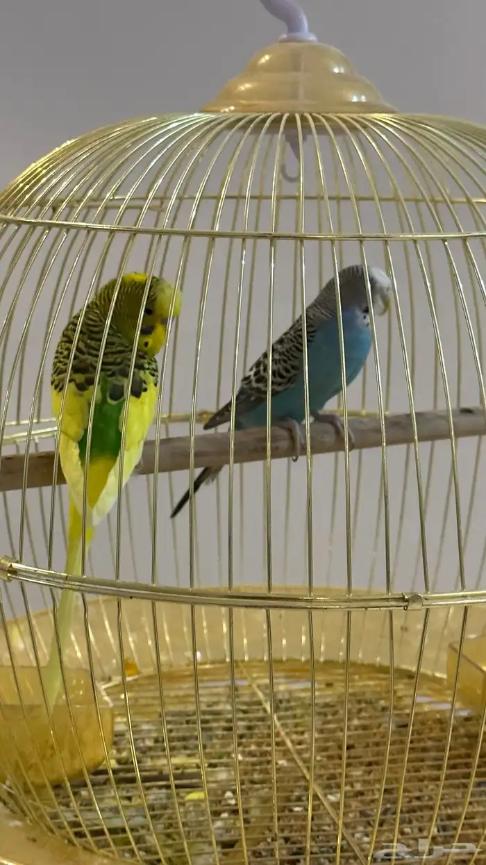 عصافير الحب مع القفص والاستاند 5