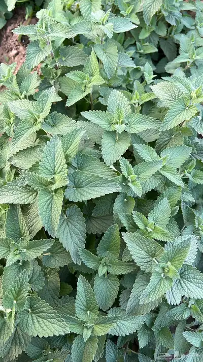 عطره بلدي مويه نظيفة ريحه وطعم 7