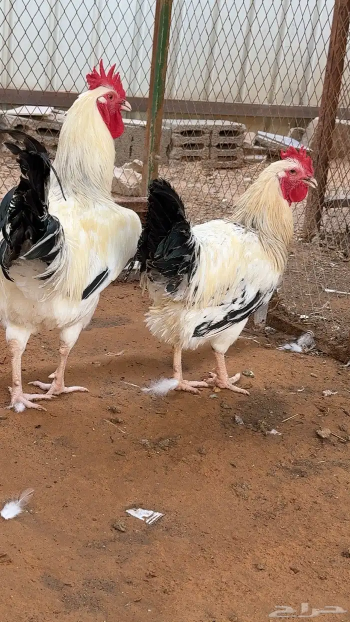 ديوك للبيع 0