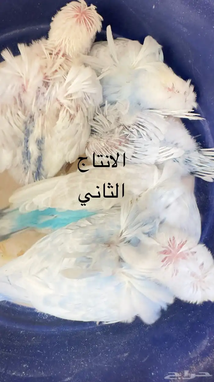 جوز هوجو منتج الانتاج الثاني 5 فروخ 7