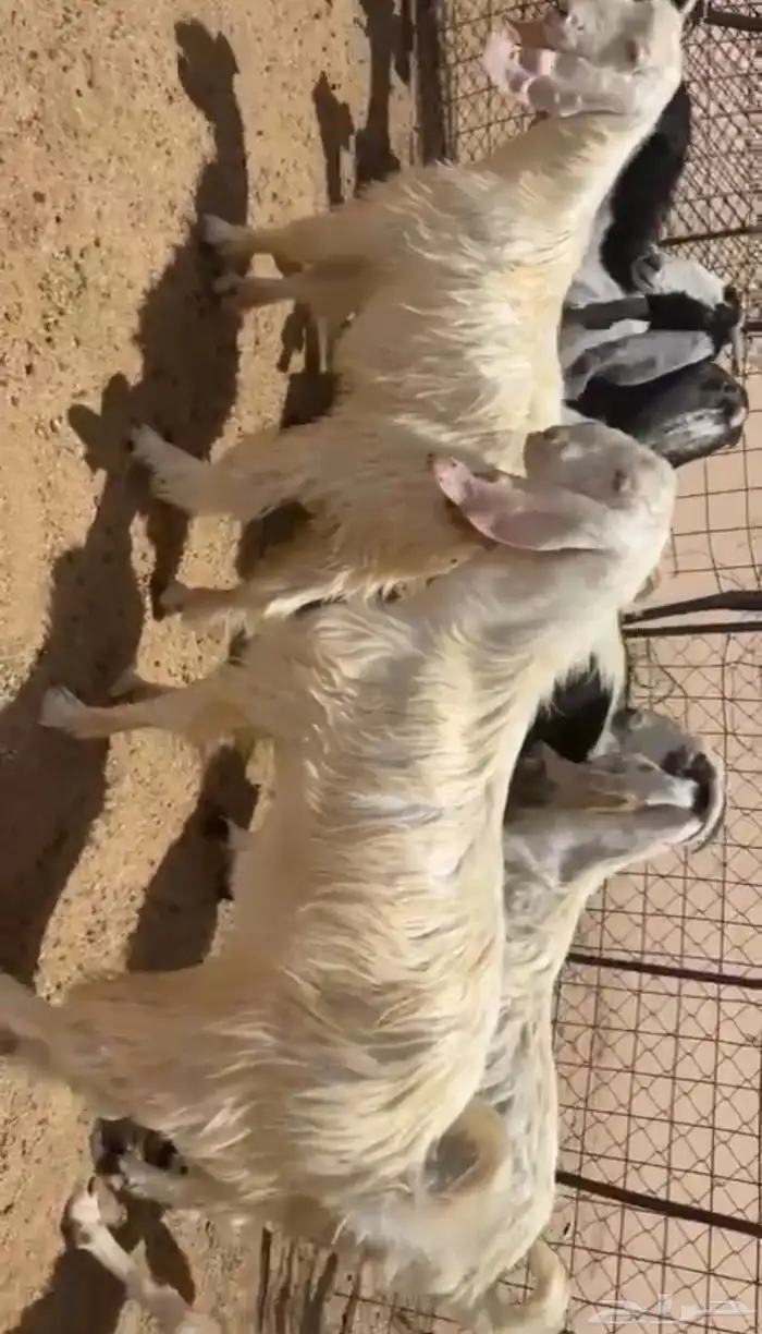 للبيع معزاء طيبه صنف ثنوات ورباعيات 2