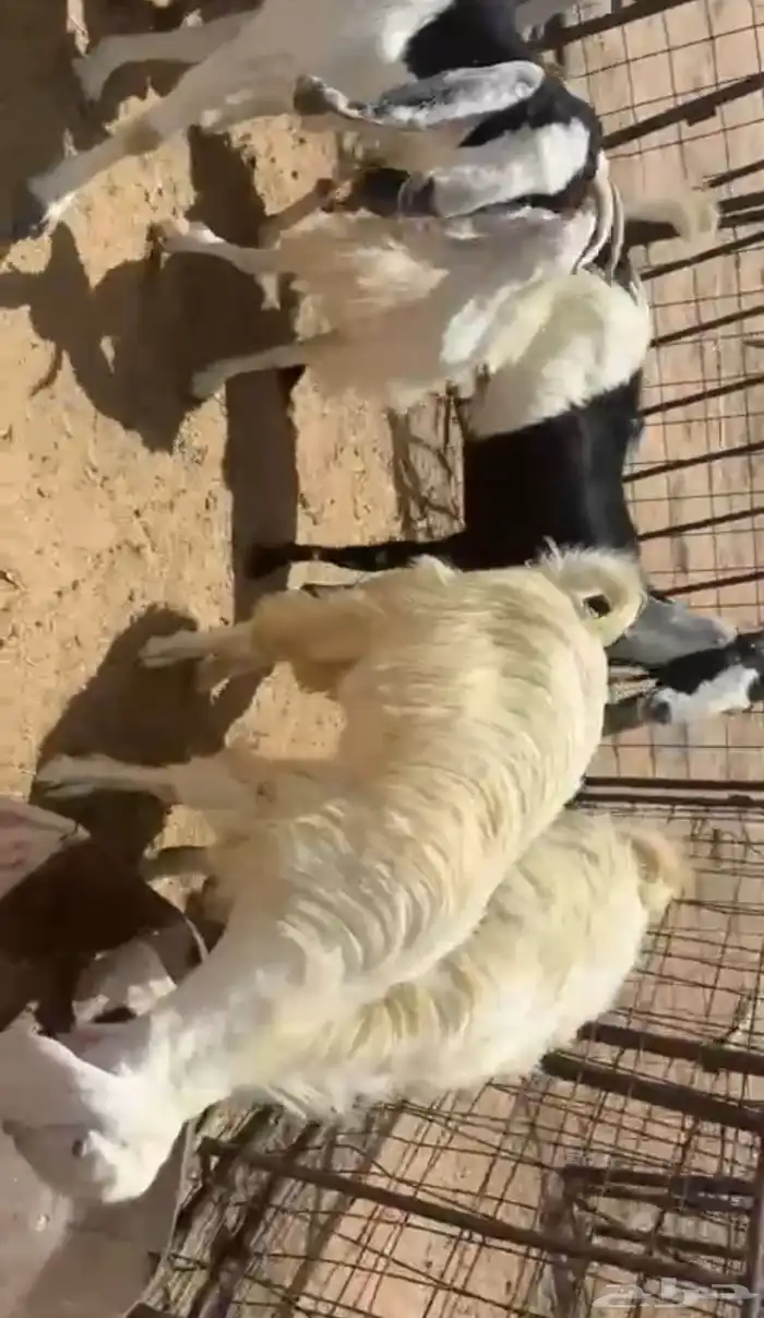 للبيع معزاء طيبه صنف ثنوات ورباعيات 1