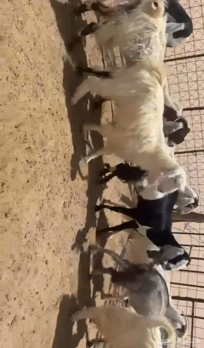 للبيع معزاء طيبه صنف ثنوات ورباعيات 3