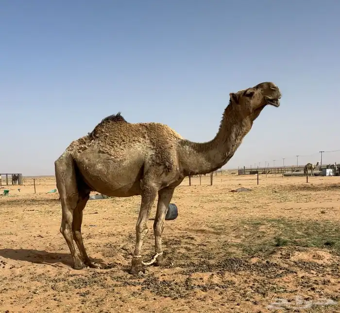 جمل اصفر طيب 5