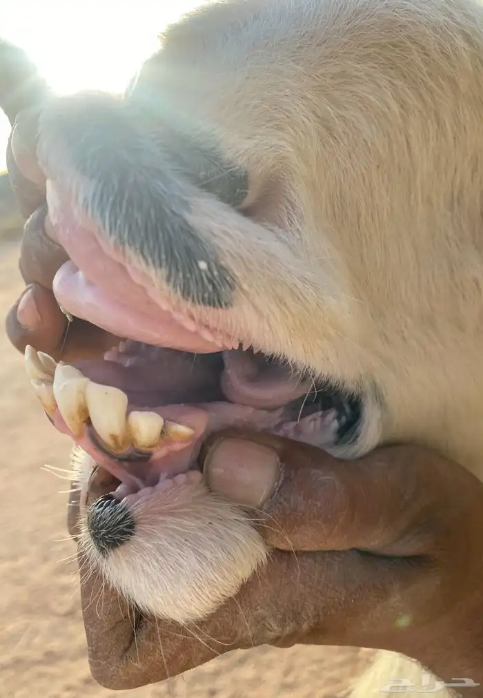 شياه نجد صنف 1