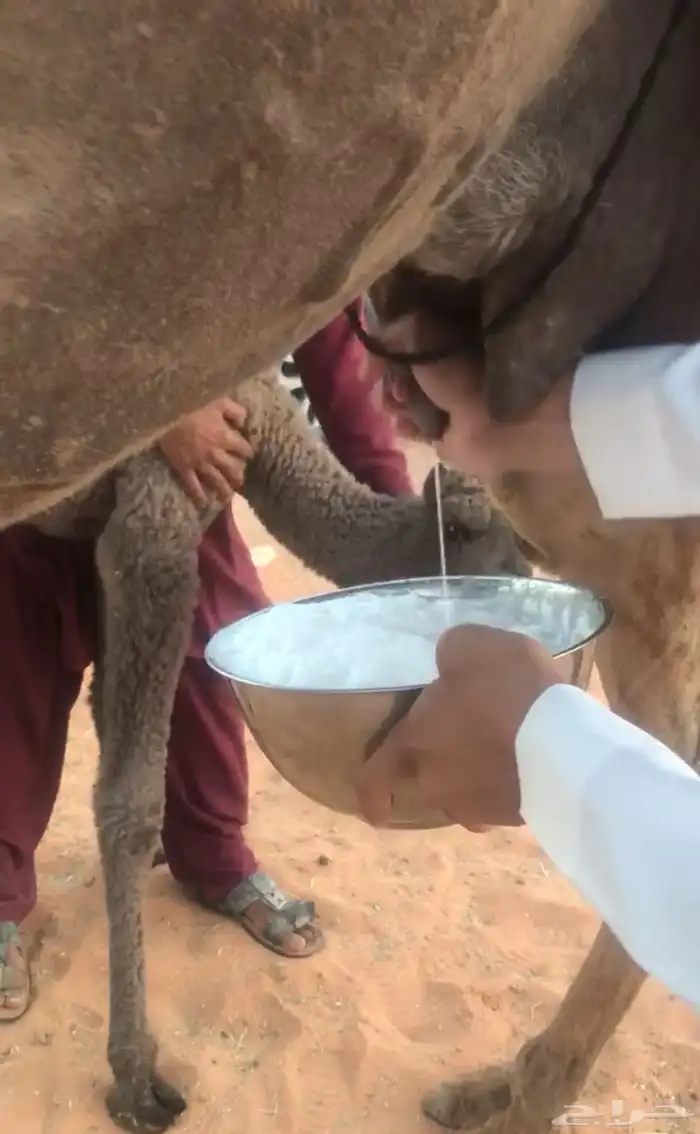 خلفة شعلا كفو 3