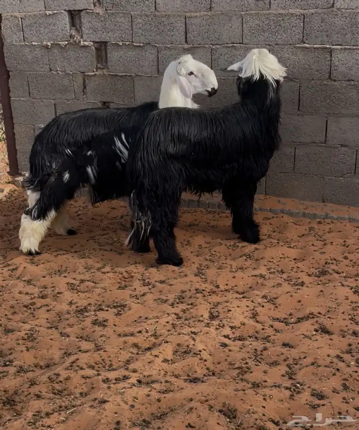 طليان نجد جذعان طيبة بالحيل 6