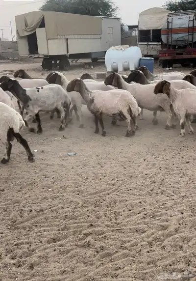 غنم مراح العداد 46 راس ا 1