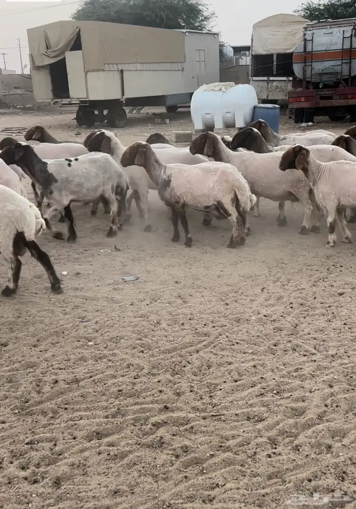 غنم مراح العداد 46 راس ا 1