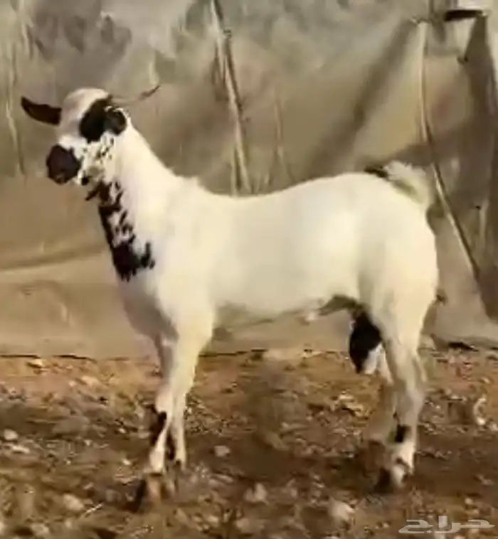 تيس بيشي جذع 2