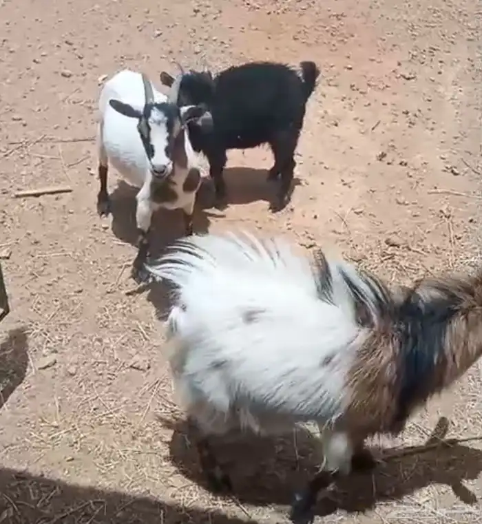 ماعز قزم للبيع 0