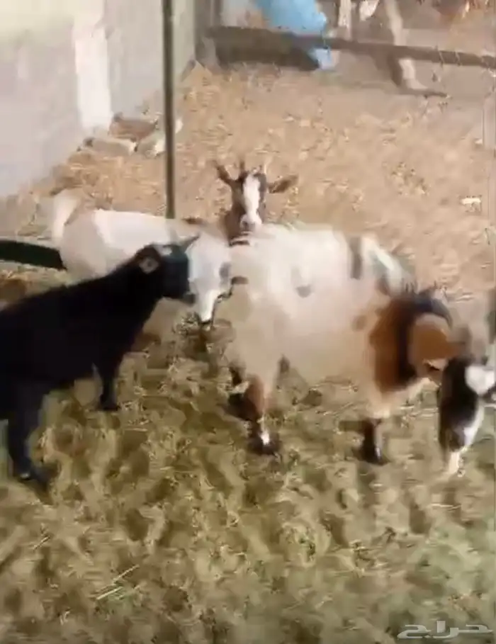 ماعز قزم للبيع 1