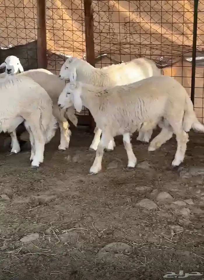 طليان ضحايا إنتاج المراح 4
