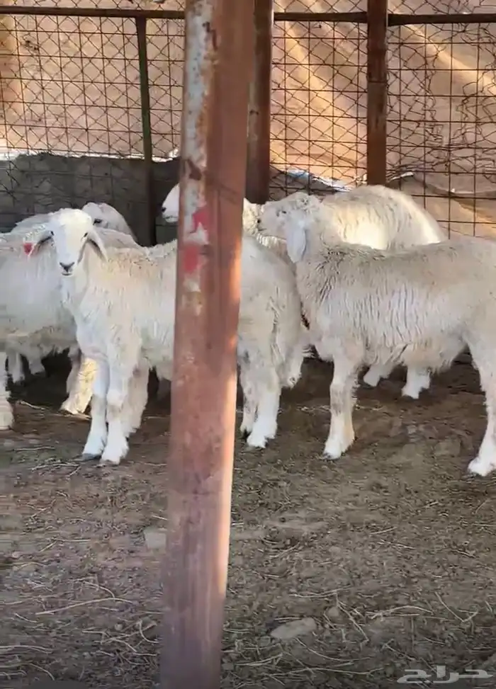 طليان ضحايا إنتاج المراح 3
