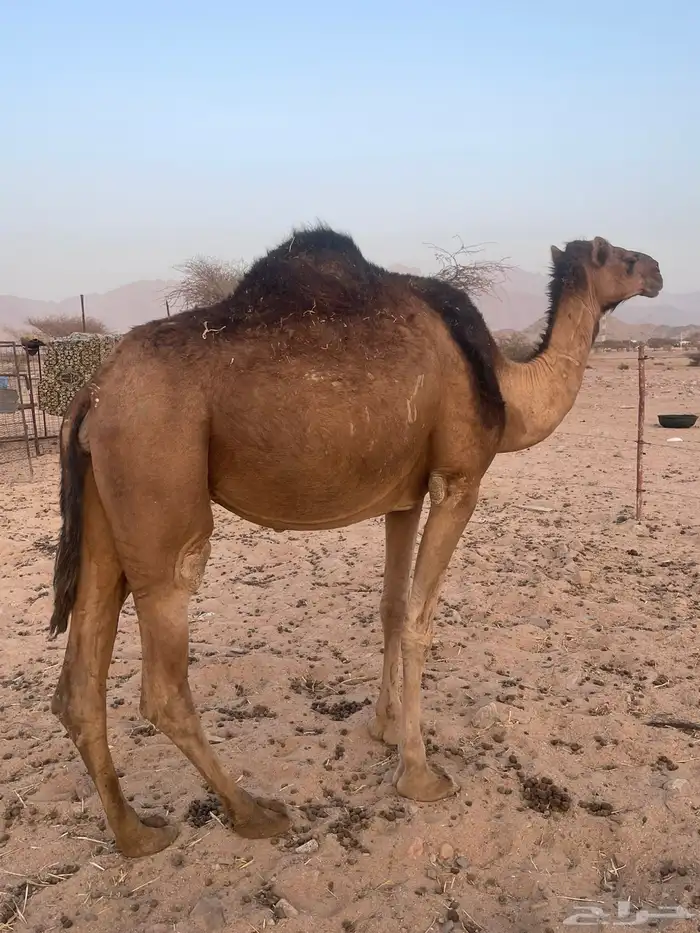 لقحات حمرر. تم البيع 0