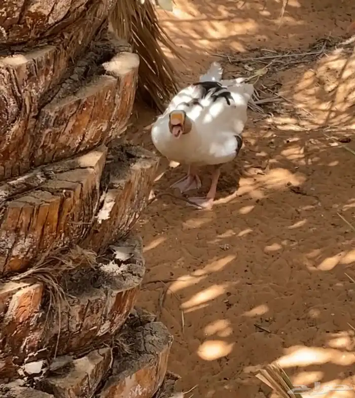 وز للبيع 0