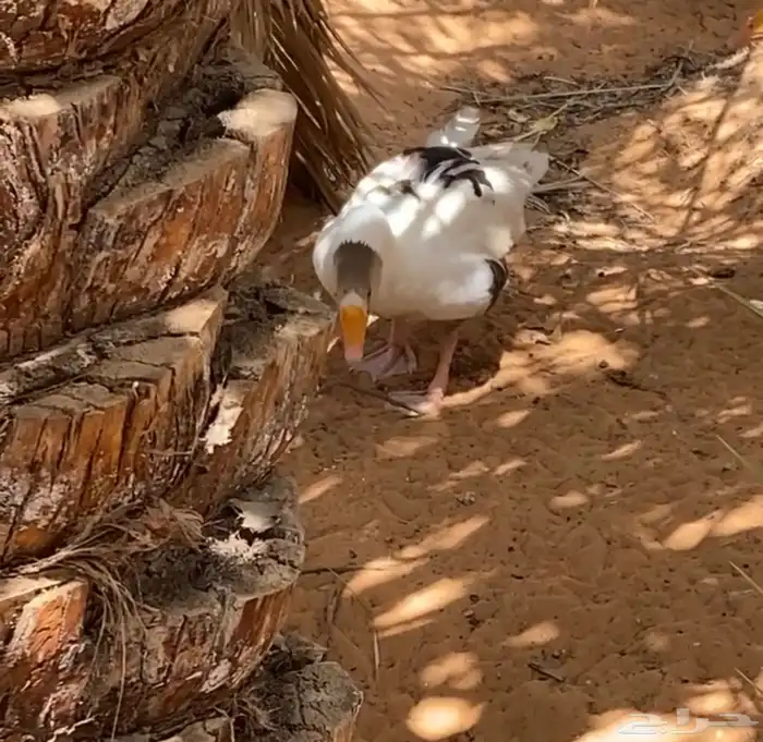 وز للبيع 3