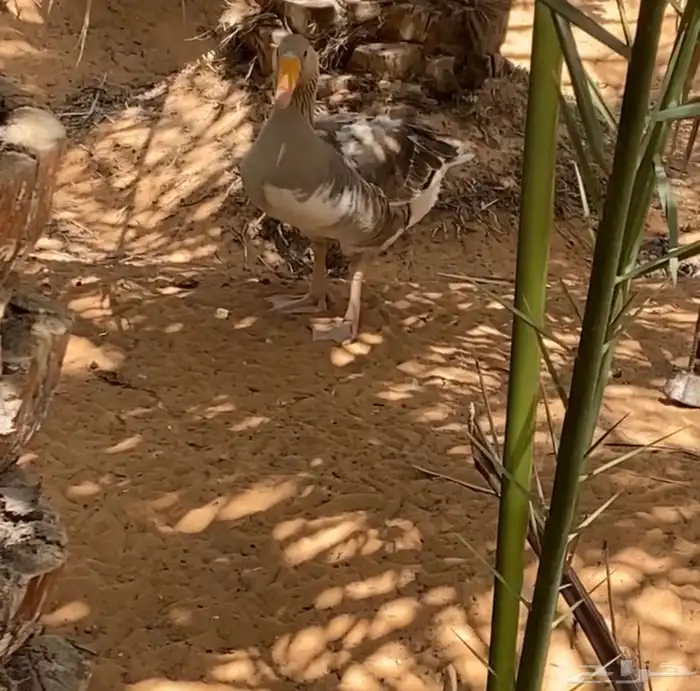 وز للبيع 1