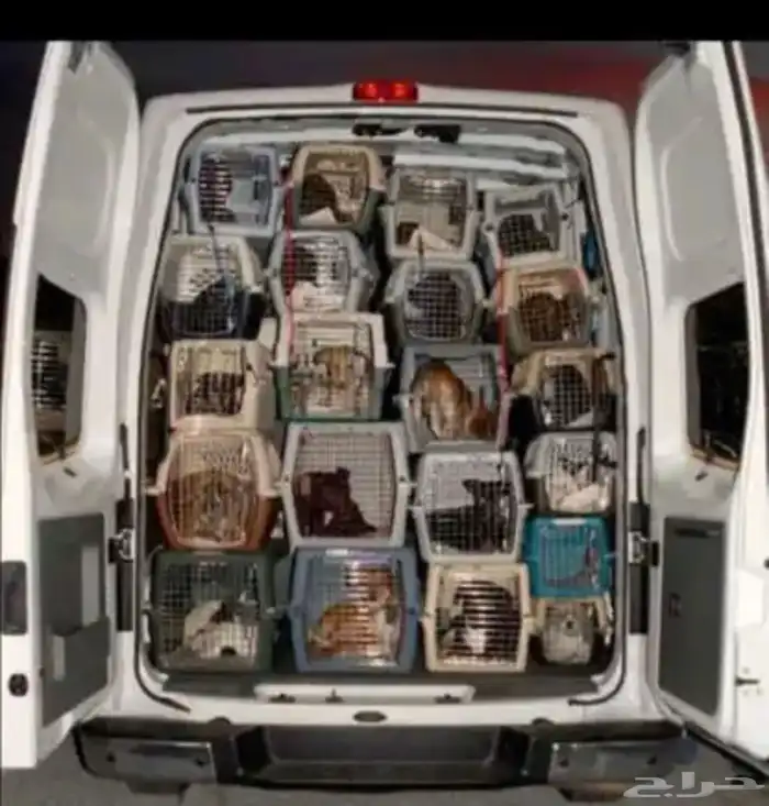 نقل  حيونات 1