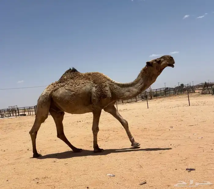جمل اصفر طيب 2