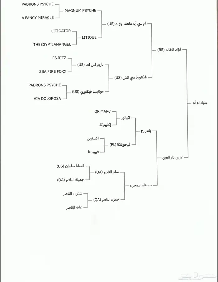 فرس واهو 5