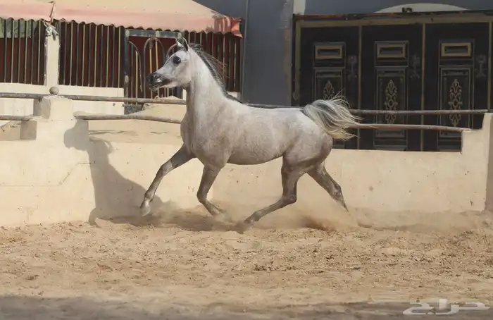 فرس واهو 0