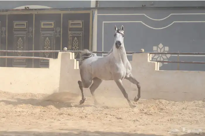فرس واهو 1