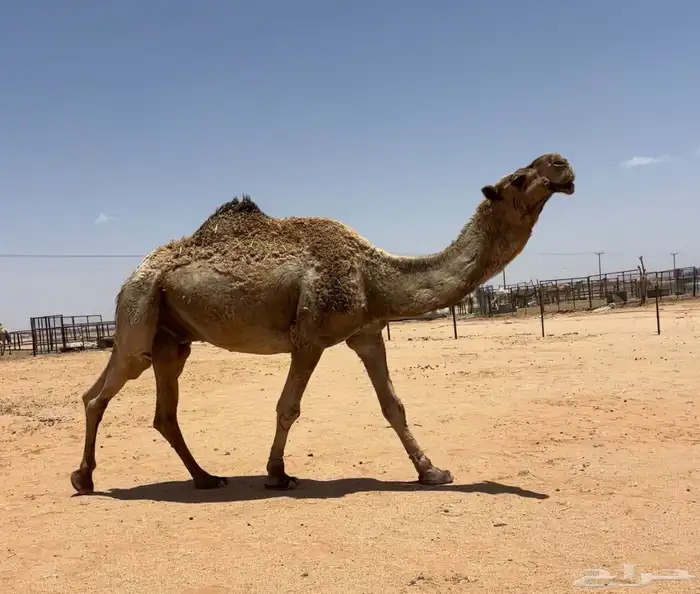 جمل اصفر طيب 6
