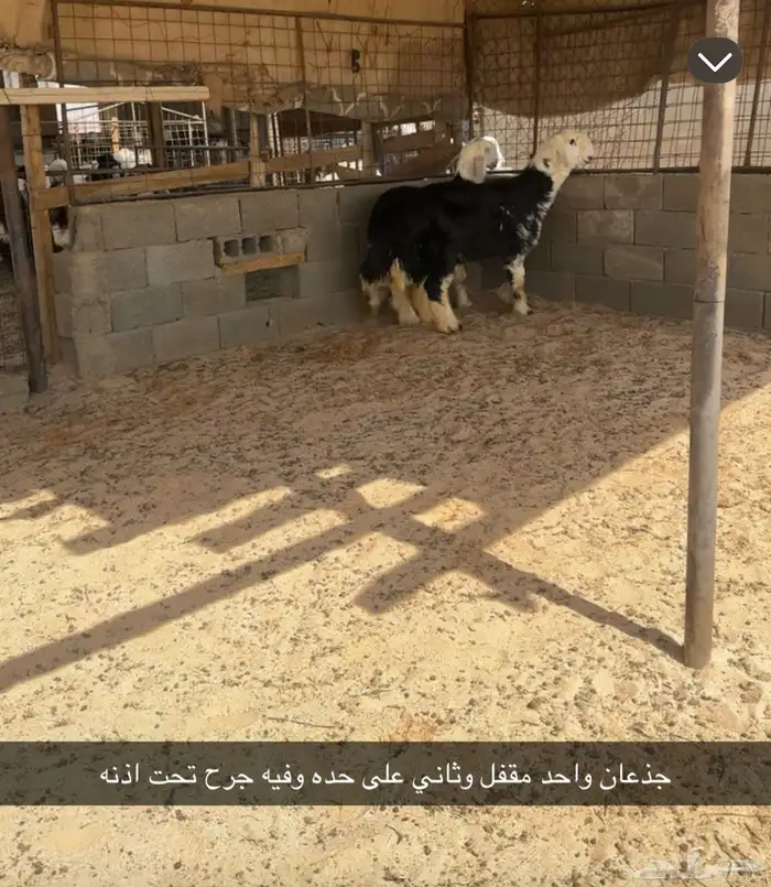 جذعان 8شهور 0