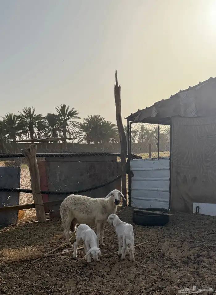 نعجه صفراء متبع 6