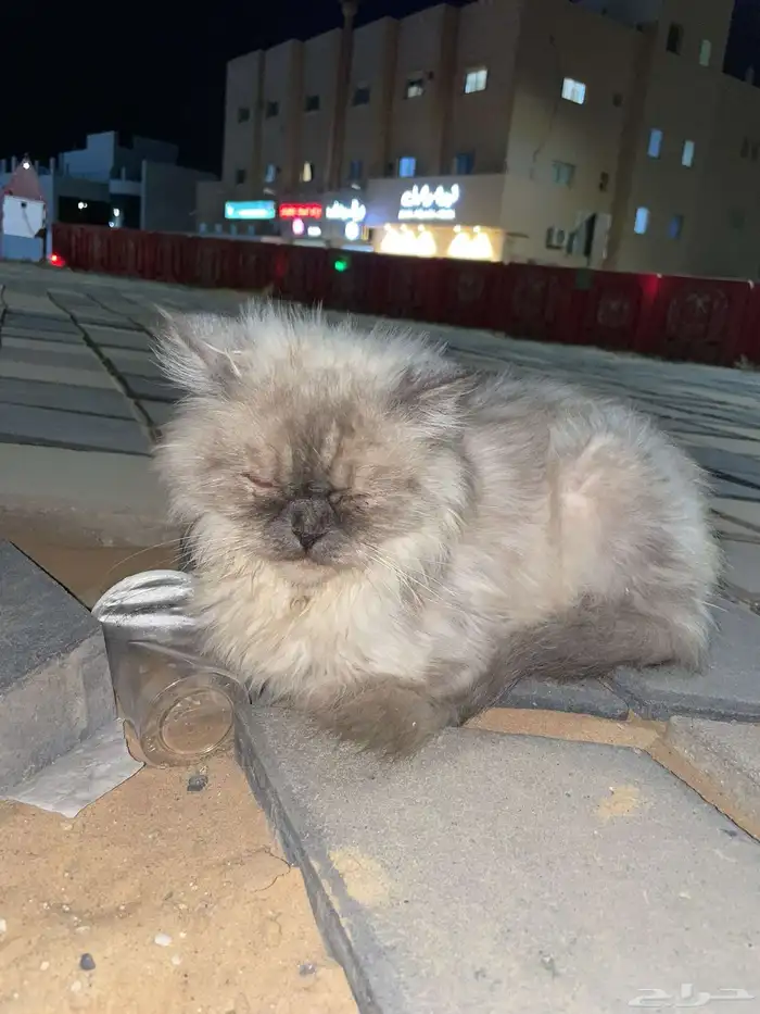 قطة للتبني 0