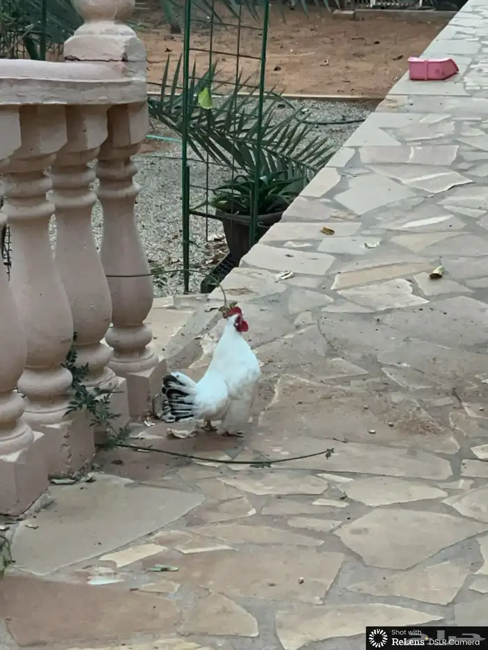 دجاج سبرايت للبيع كلها مع بعض 7