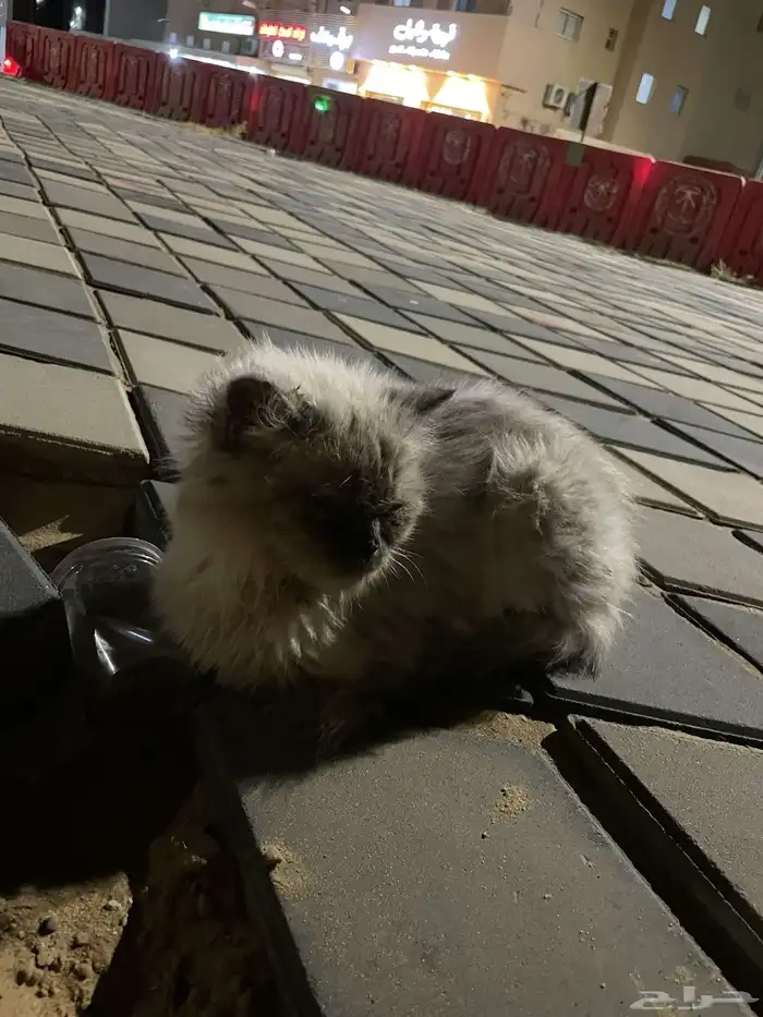 قطة للتبني 2