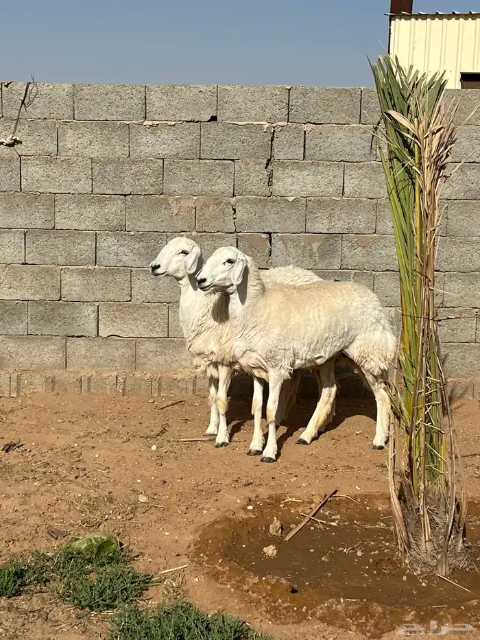 للبيع حريات 0