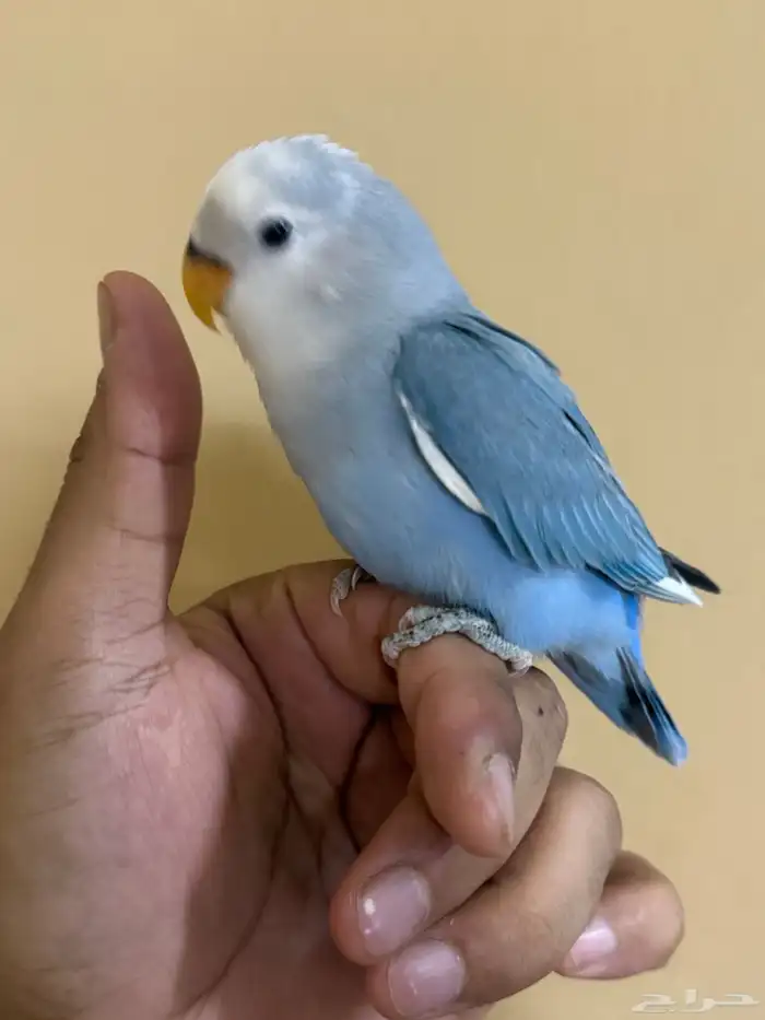 للبيع طير روز اليف 4